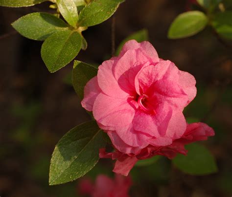 File:Rhododendron 'Rosebud' Flower 2153px.jpg - Wikimedia Commons