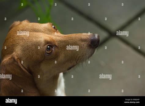 A beautiful puppy dog with sad eyes dog portrait Stock Photo - Alamy