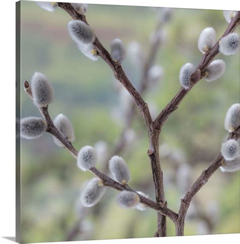 USA Washington Seabeck Close Up Of Pussy Willows Great Big Canvas