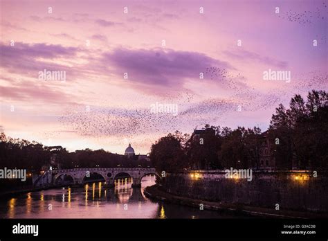 Italy Lazio Rome Flock Of Birds In The Sky Stock Photo Alamy