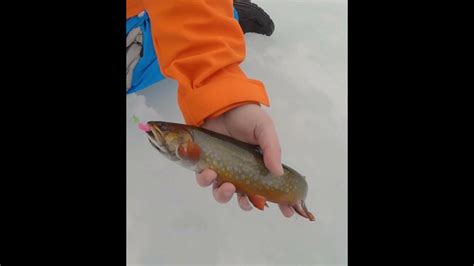 Awesome Brook Trout Ice Fishing Highlights Click Below Full Video