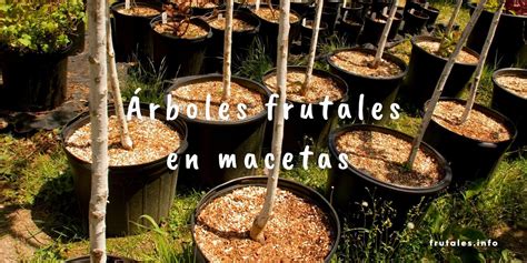 Todo sobre los árboles frutales en maceta en 2025