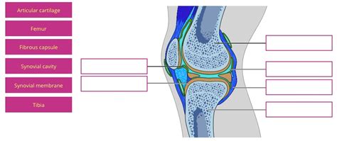 Solved Label The Components Of A Synovial Joint Using The Knee As An