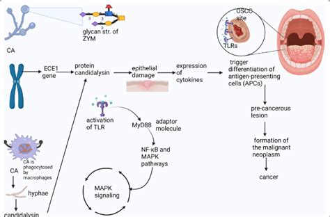 Candida Albicans Carcinogenic Signaling Pathway Download Scientific