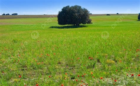 Spring Meadow Poppies At Camino De Santiago Levante Saint James Way At