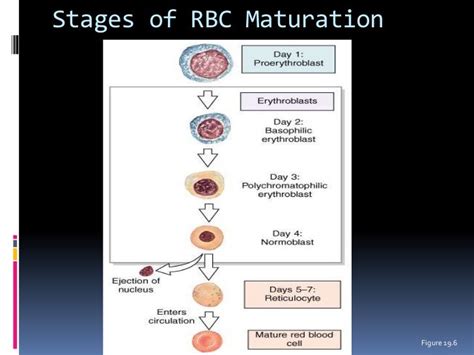 Stages Of Erythropoiesis Flowchart - Chart Examples