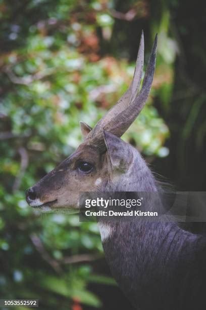 11 Knysna National Lake Area Stock Photos High Res Pictures And