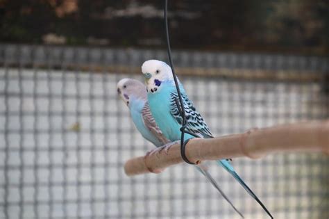 En Images Six Choses Tonnantes Savoir Sur Les Oiseaux Du Jardin Du