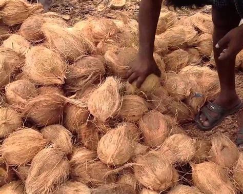 A Grade Solid Fresh Semi Husked Coconut Packaging Size Kg Coconut