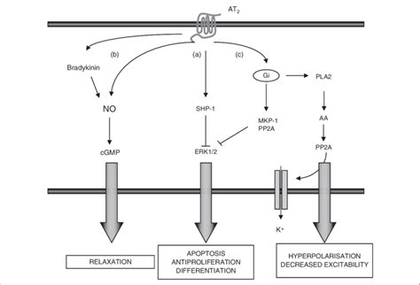 Major pathways described for angiotensin II type 2 receptor (AT 2 ...