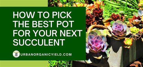 Succulents In Pots With The Words How To Pick The Best Pot For Your