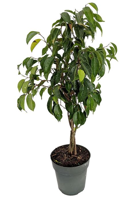 Plants Fruits Tree Herbs Live Tropical House Plants Outdoor Planters