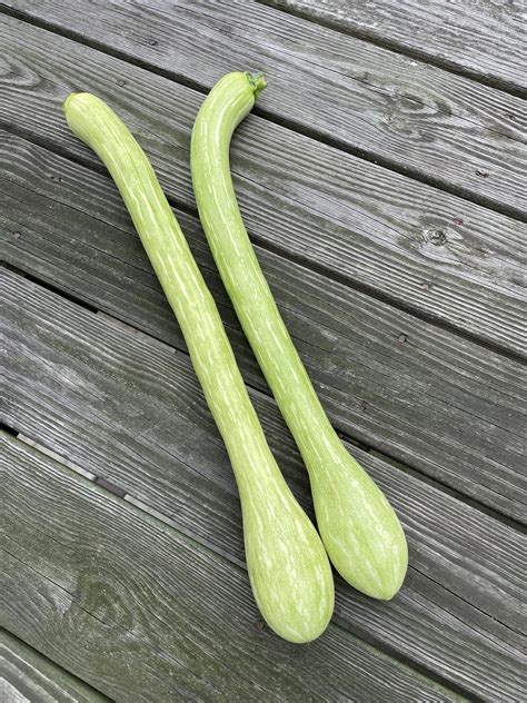 Tromboncino Italian Heirloom Zuchetta Zucchetta Squash Premium Seed