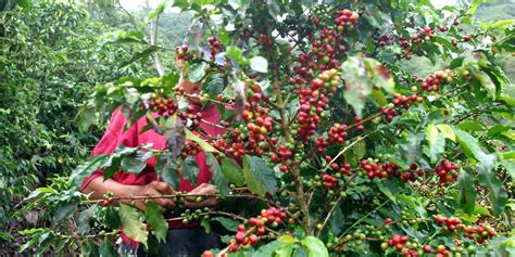 Producción De Café En Colombia Cayó 7 En Lo Corrido Del Año Q Hubo Ibagué