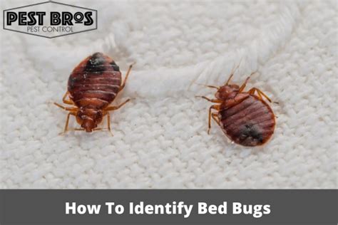 How To Identify Bed Bugs A Comprehensive Guide For Homeowners