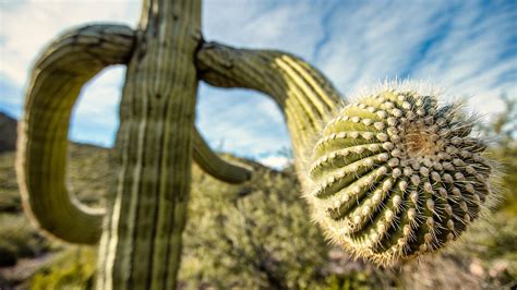 How Saguaro Cacti Store 1000 Gallons Of Water The Green Planet Thirteen New York Public Media