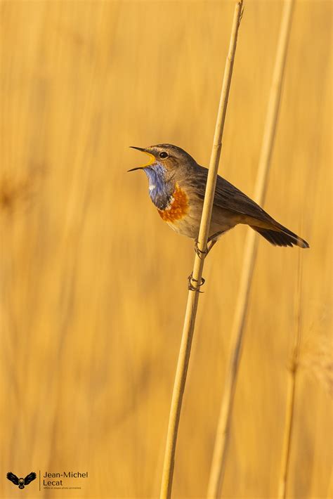 Gorgebleue Jean Michel Lecat Flickr