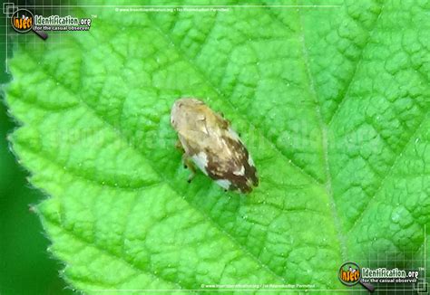 Meadow Spittlebug