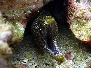 Abbott's Moray Eel, Gymnothorax eurostus. Julian Rocks, Byron Bay