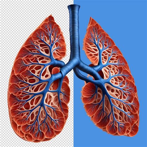 Premium Psd Human Lungs Medical Illustration 3d Rendering Of Human Body