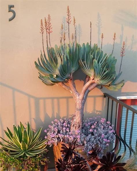 Photo Of The Entire Plant Of Fan Aloe Kumara Plicatilis Artofit