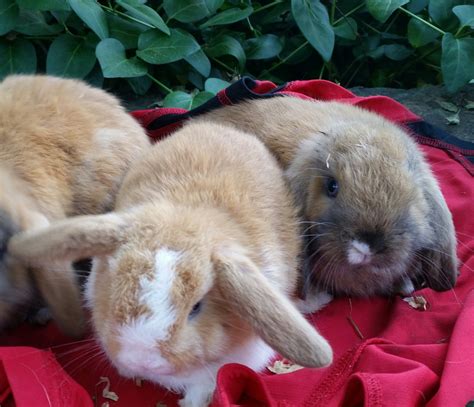 Holland Lop Rabbits For Sale Oroville Ca 275713