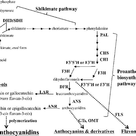 Scheme Of The Pa Biosynthetic Pathway Anr Anthocyanidin Reductase