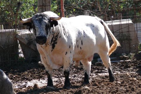 Toros y Ovación: CULTURA TAURINA: PELAJE DEL TORO DE LIDIA