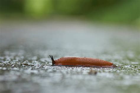 A Slug Crawling On The Ground In The Rain