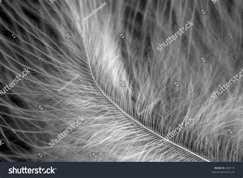 Black & White Turkey Feathers Stock Photo 409119 : Shutterstock