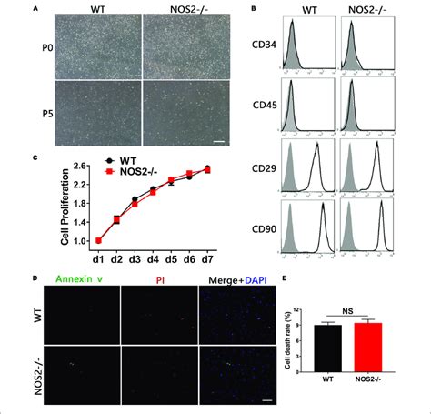 Characteristics Of Bmscs From Nos And Wt Sd Rats A The