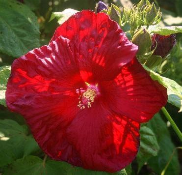 Hibiscus Moscheutos Southern Belle Group Hibiscus Moscheutos