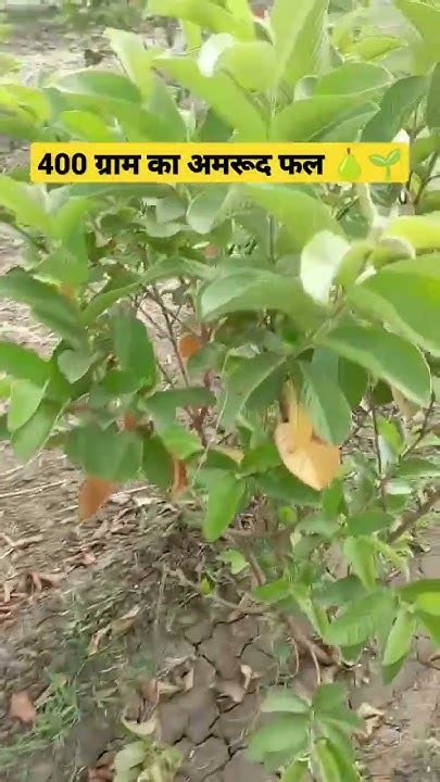 अमरूद की खेती की पूरी जानकारी के लिए चेंनल को सब्सक्राइब करें Guava Shortsviral Sorts 🌱🍐🍏💸💵💵🍏