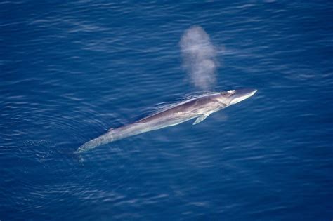 Wildlife in Greenland: Whales - Visit Greenland