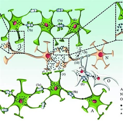 Role Of Connexins In Neuron Glial Metabolic Coupling 1 Under Normal Download Scientific