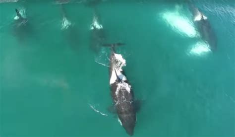 Scientists Capture Amazing Rare Footage Of Vocal Orcas Hunting A