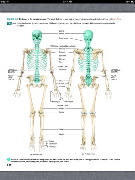 Principles Of Anatomy And Physiology Chapter 7 The Skeletal System