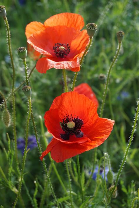 Corn Poppy Flower Free Photo On Pixabay