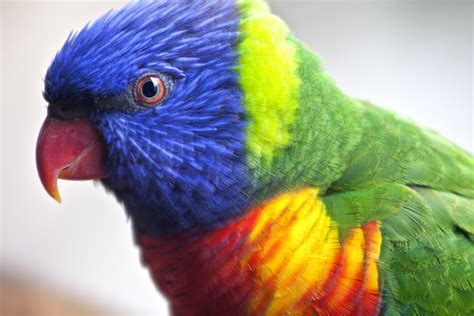 Rainbow Lorikeet | Australia Beautiful Bird | Beauty Of Bird