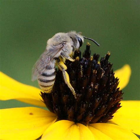 Biodiversity Series On Natives Bees Native Bee Group Solitary Bees