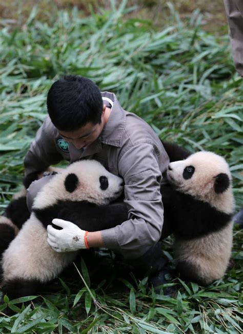 Here are 36 cuddly baby pandas making their public debut, to make ...