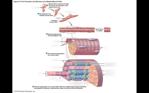 Formation And Structure Of A Skeletal Muscle Fiber Diagram Quizlet