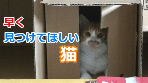 猫の隠れる場所！誰も見つけてくれないので荒ぶる茶白猫 Youtube