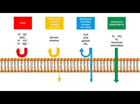 Clasificación Separar En la actualidad transporte de moleculas isla