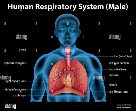 Human respiratory system diagram hi-res stock photography and images - Alamy