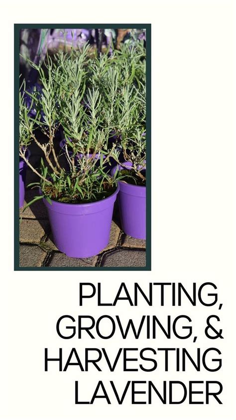 How To Grow Lavender From Seed In 5 Simple Steps 2023 Guide Growing