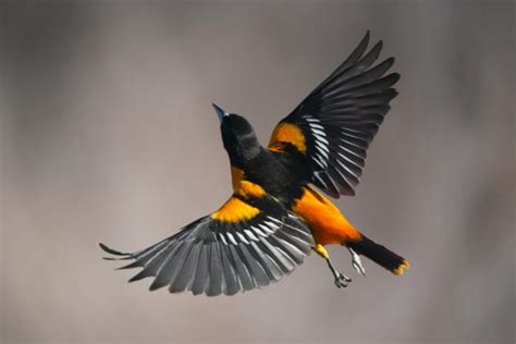 9 Types of Orioles in North America: ID Guide with Facts, Chart and Pictures