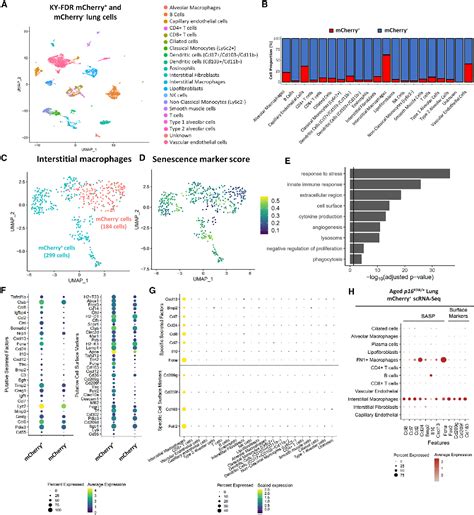 Figure From Clearance Of Senescent Macrophages Ameliorates