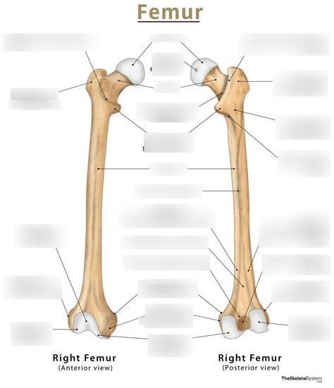 Bony Landmarks Of The Femur Diagram Quizlet