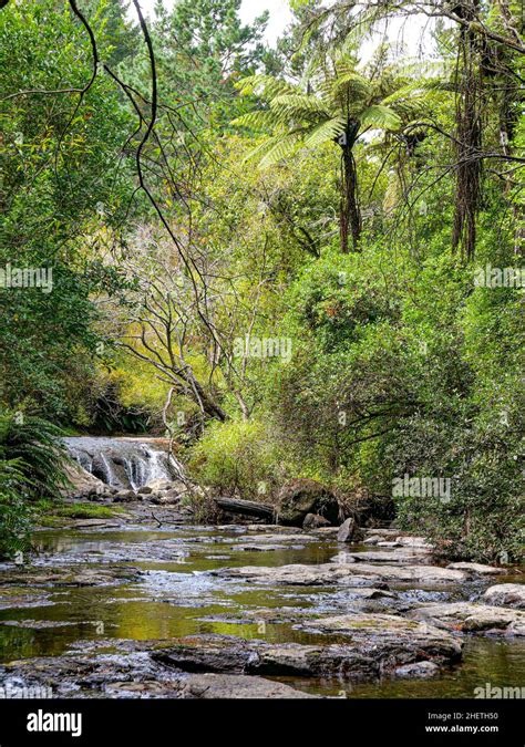 Scenic Kaituna River Rotorua In The Tropical Forest In New Zealand